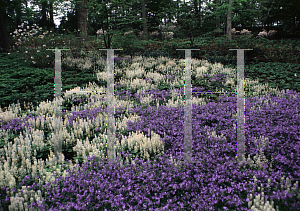 Picture of Phlox divaricata 