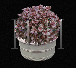 Picture of Solenostemon scutellarioides 'Mars'