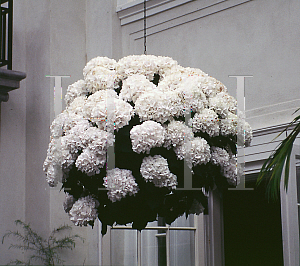 Picture of Hydrangea macrophylla 