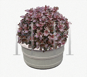 Picture of Solenostemon scutellarioides 'Mars'