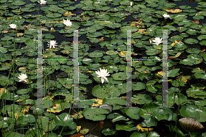 Picture of Nymphaea odorata 