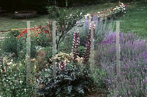 Picture of Acanthus spinosus 