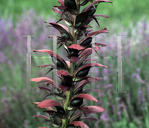 Picture of Acanthus spinosus 