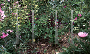 Picture of Salvia splendens 'Purple Blaze'