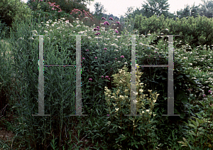 Picture of Filipendula ulmaria 'Variegata'