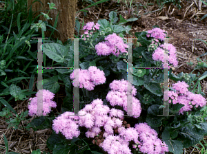 Picture of Ageratum houstonianum 