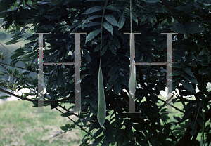 Picture of Wisteria floribunda 