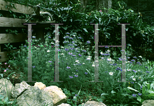 Picture of Nigella damascena 