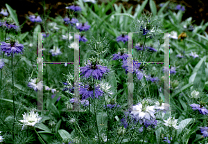 Picture of Nigella damascena 