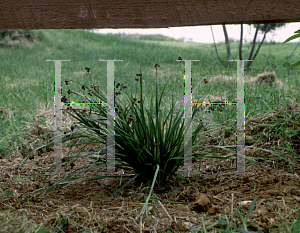 Picture of Sisyrinchium angustifolium 