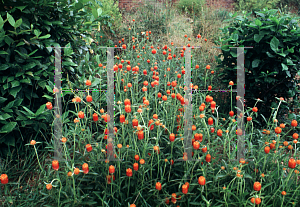 Picture of Gomphrena globosa 