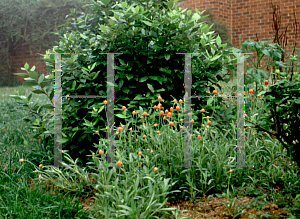 Picture of Gomphrena globosa 