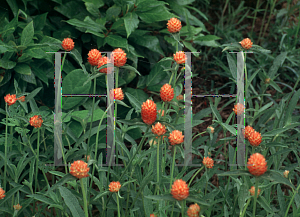 Picture of Gomphrena globosa 