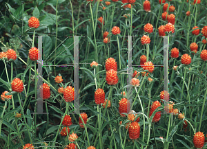 Picture of Gomphrena globosa 