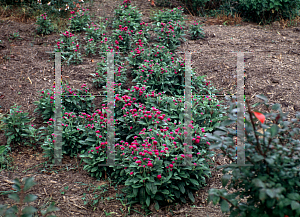 Picture of Gomphrena globosa 