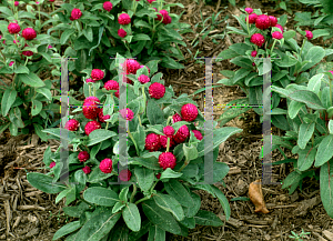 Picture of Gomphrena globosa 