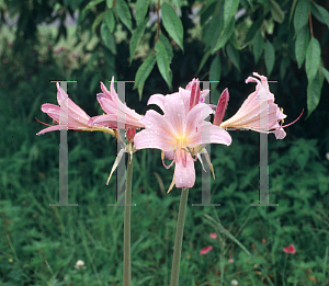 Picture of Lycoris squamigera 