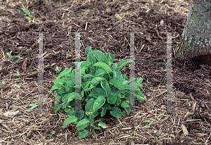 Picture of Campanula glomerata 