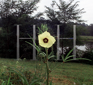 Picture of Abelmoschus esculentus 