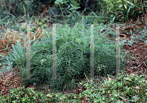 Picture of Pulsatilla vulgaris 