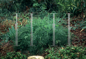 Picture of Pulsatilla vulgaris 