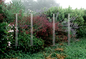 Picture of Origanum vulgare 