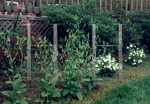 Picture of Nicotiana langsdorffii 