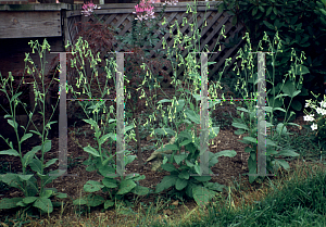 Picture of Nicotiana langsdorffii 