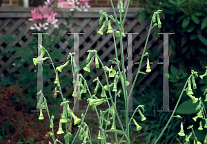 Picture of Nicotiana langsdorffii 