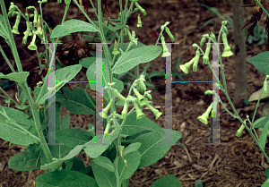 Picture of Nicotiana langsdorffii 