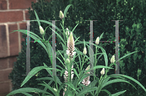 Picture of Celosia argentea (Spicata Group) 'Flamingo'