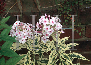 Picture of Phlox paniculata 'Nora Leigh'