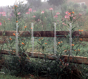 Picture of Asclepias curassavica 