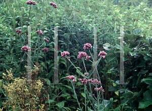 Picture of Verbena bonariensis 