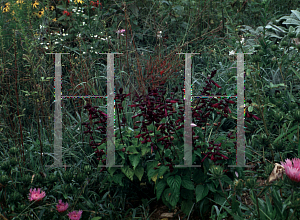 Picture of Salvia splendens 'Purple Blaze'