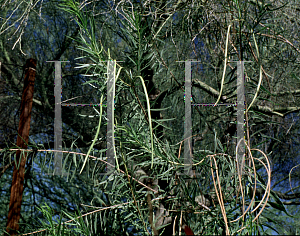 Picture of Chilopsis linearis 