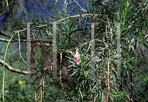 Picture of Chilopsis linearis 