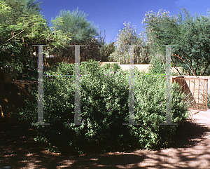 Picture of Ruellia peninsularis 