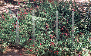 Picture of Salvia greggii 