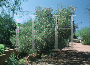 Picture of Chilopsis linearis 