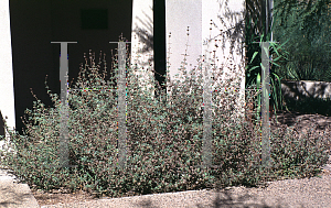 Picture of Salvia clevelandii 