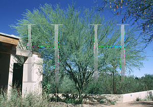 Picture of Parkinsonia praecox 