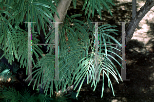 Picture of Lysiloma microphylla var. thornberi 