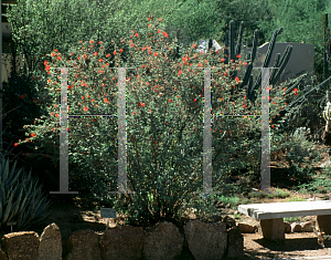 Picture of Calliandra californica 