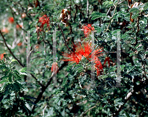 Picture of Calliandra californica 