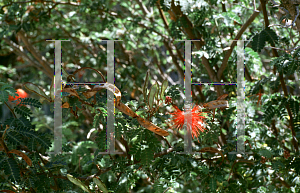 Picture of Calliandra californica 