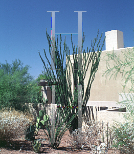 Picture of Fouquieria splendens 