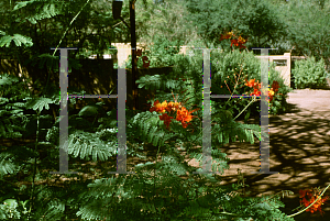 Picture of Caesalpinia pulcherrima 