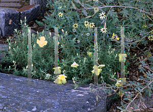 Picture of Calylophus hartwegii 