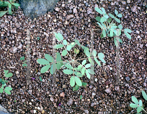 Picture of Senna covesii 